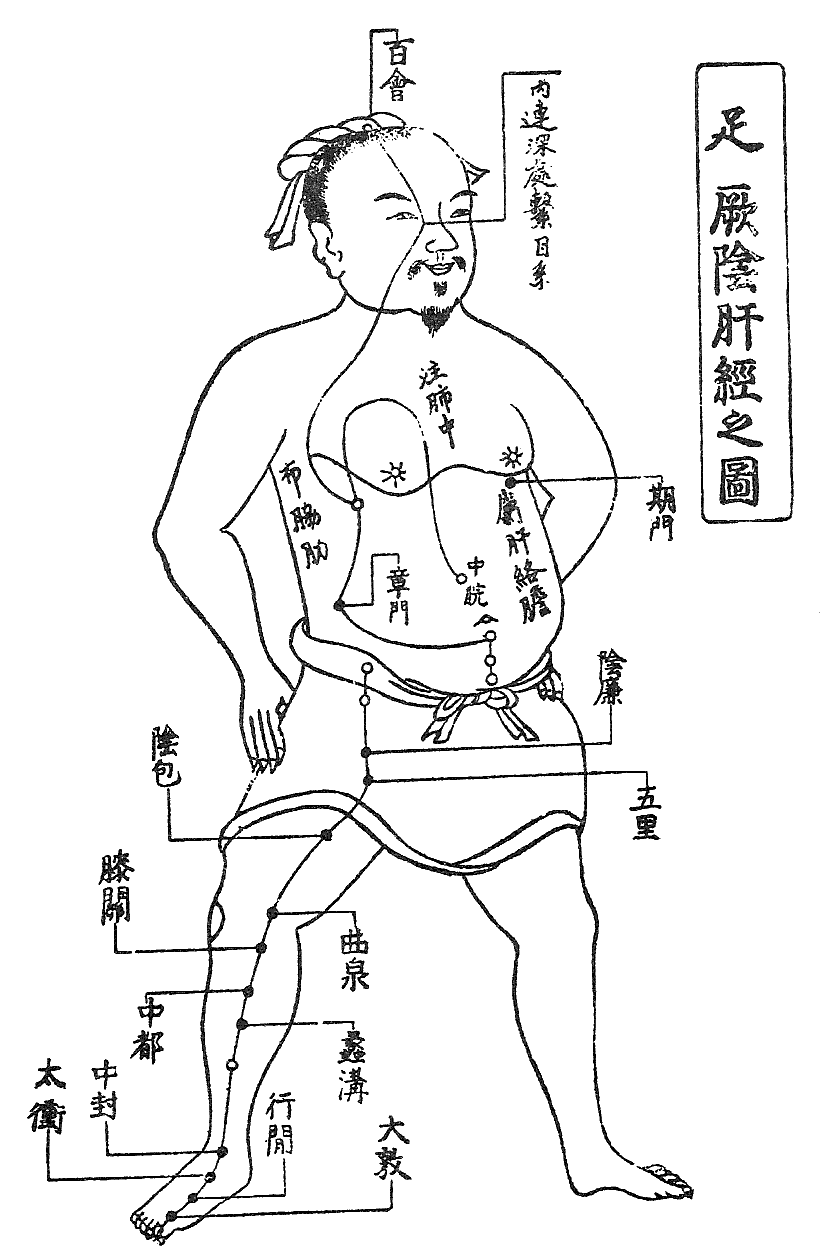 足厥陰肝経の流注図