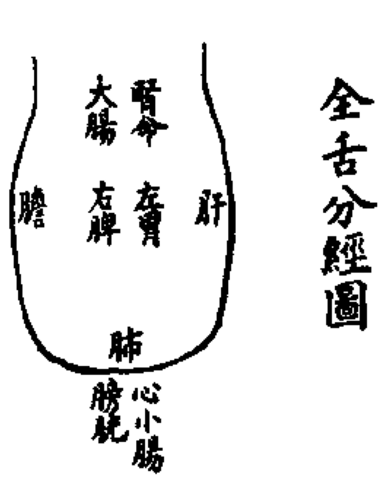 舌診の図