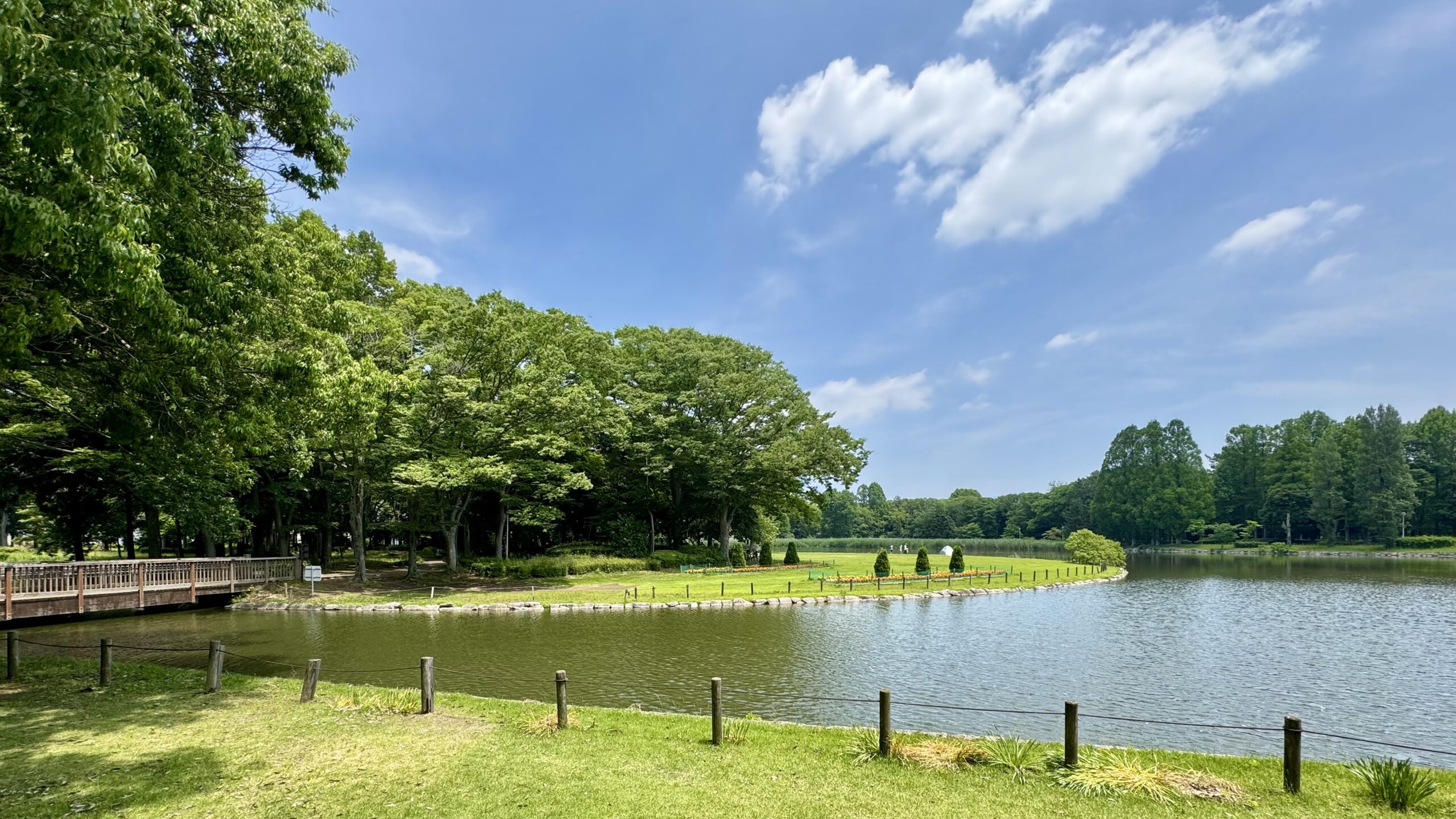 初夏の公園の写真