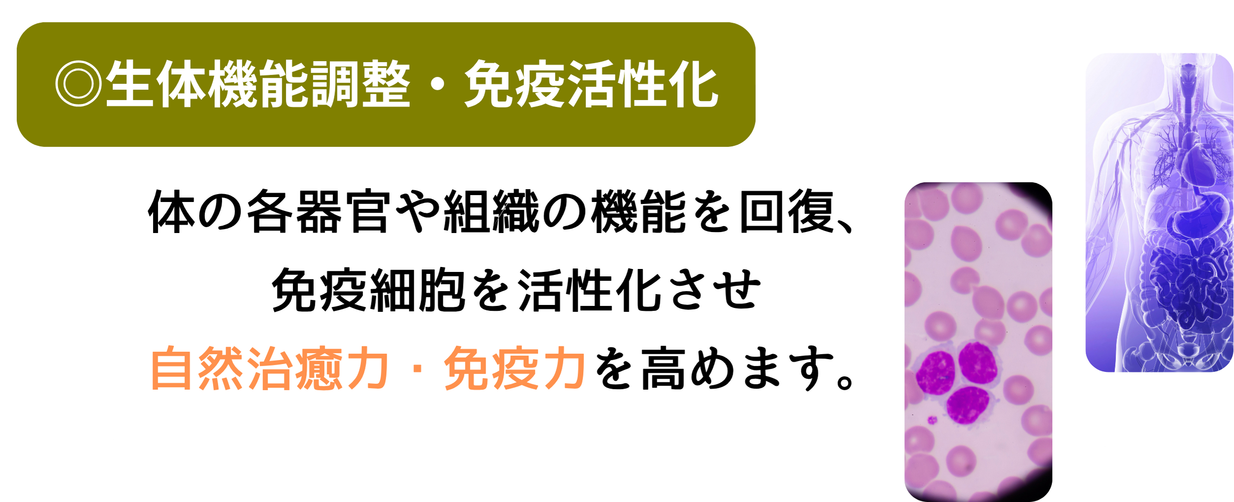 生体機能調整・免疫活性化